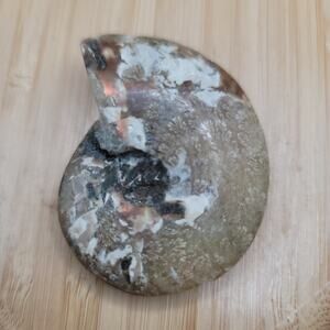 Opalized Ammonite Fossil with Flower Pattern